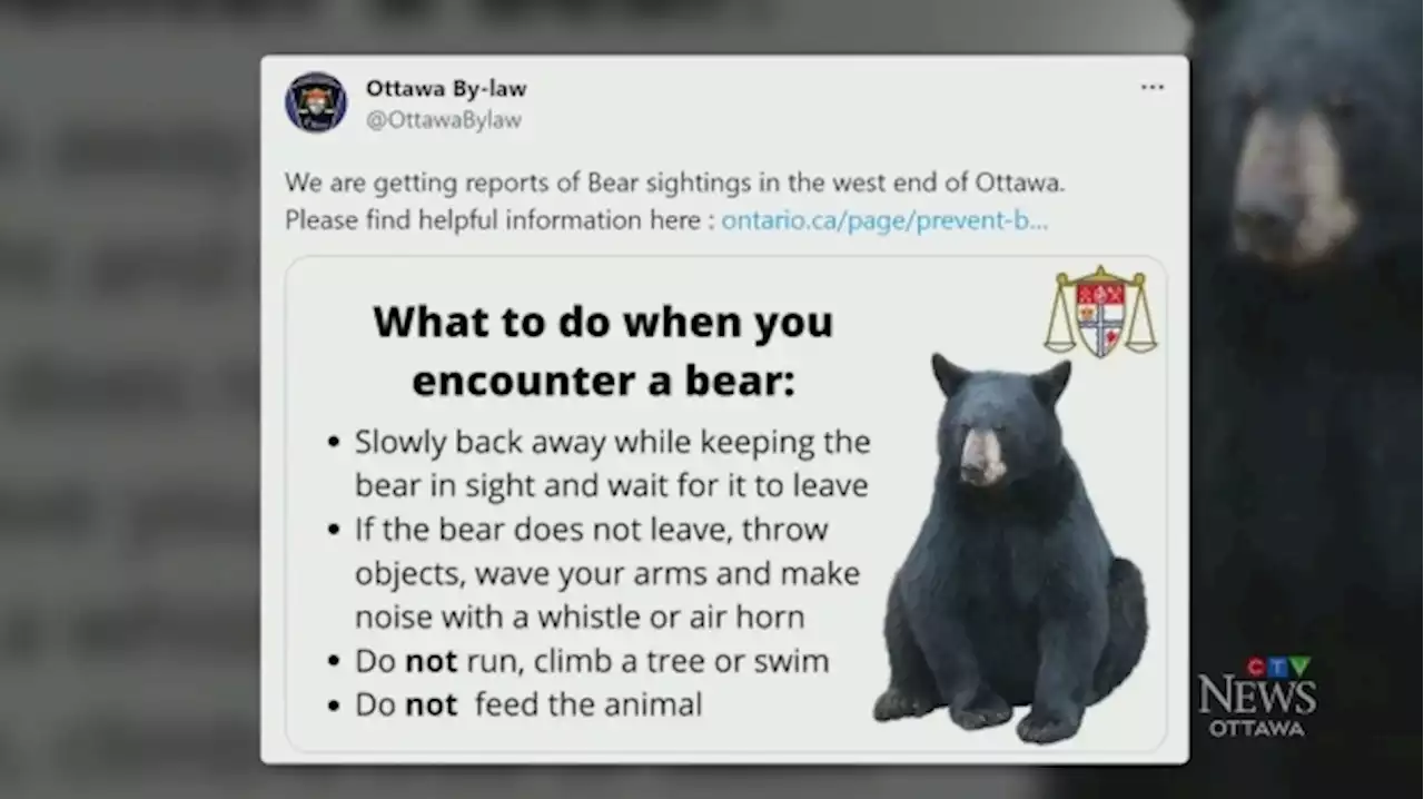 Bear sighting prompts school lockdowns