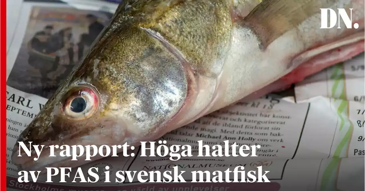 Ny rapport varnar för höga halter av miljögiftet PFAS i svensk matfisk