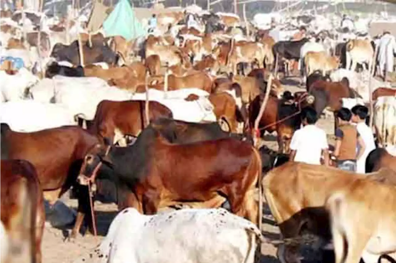مویشی منڈیوں کیلئے جامع ٹریفک پلان مرتب، اضافی نفری تعینات