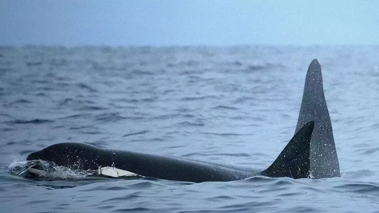 Dat orka's nu ook in Noorwegen boten aanvallen is 'waarschijnlijk een toevalstreffer'