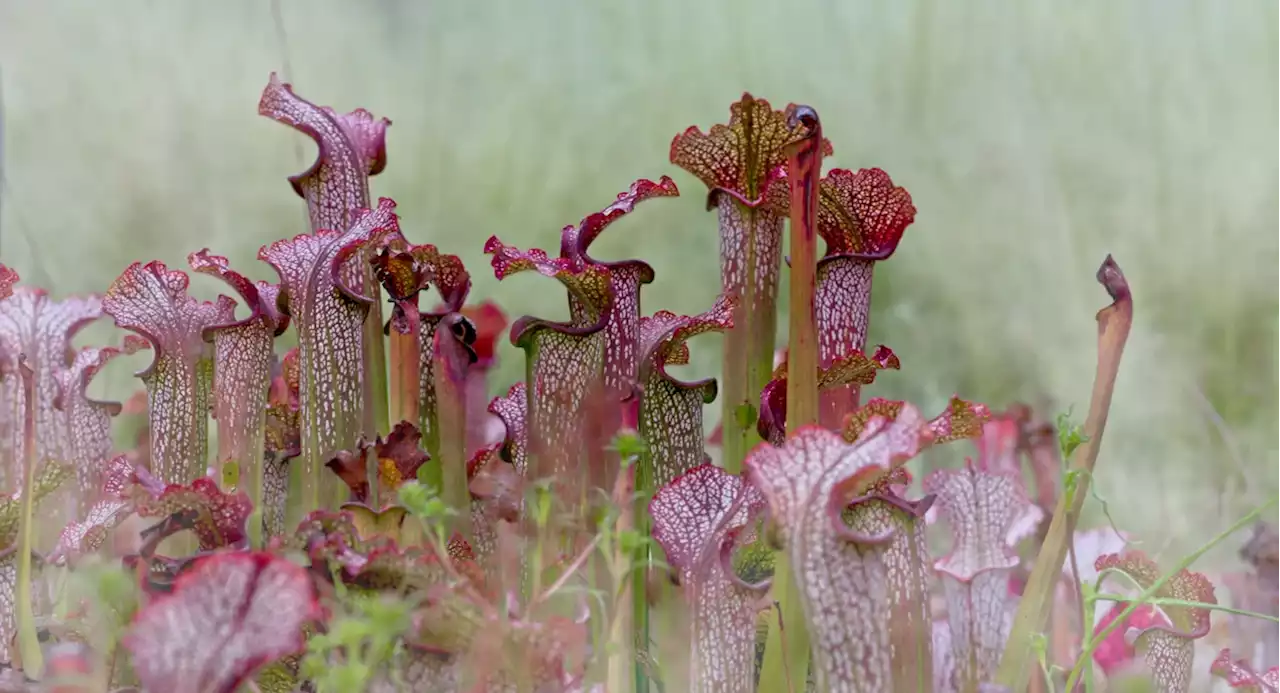 Extra Extra: Ruthless carnivorous plants love NJ