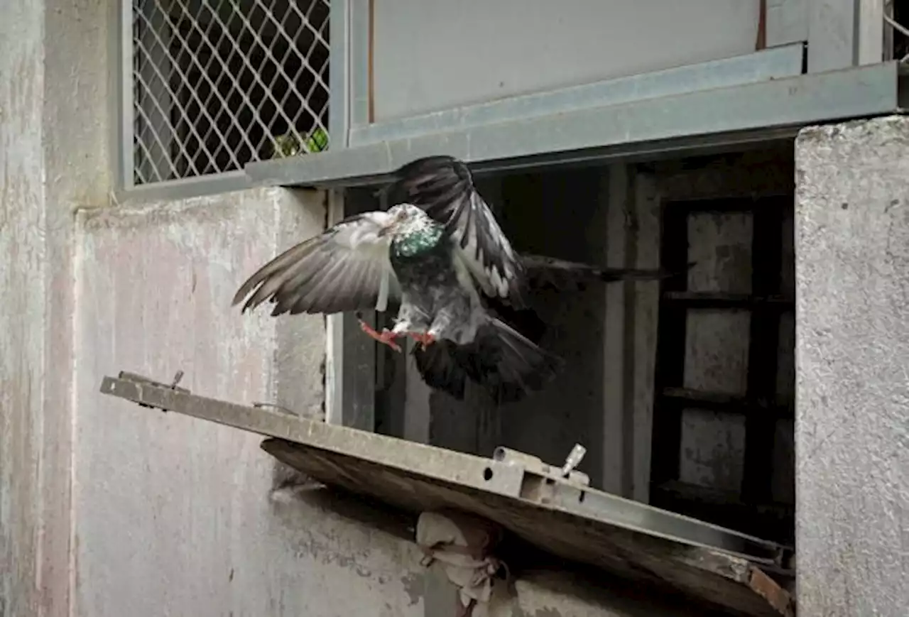 Indian cops keep pigeons as backstop against disasters