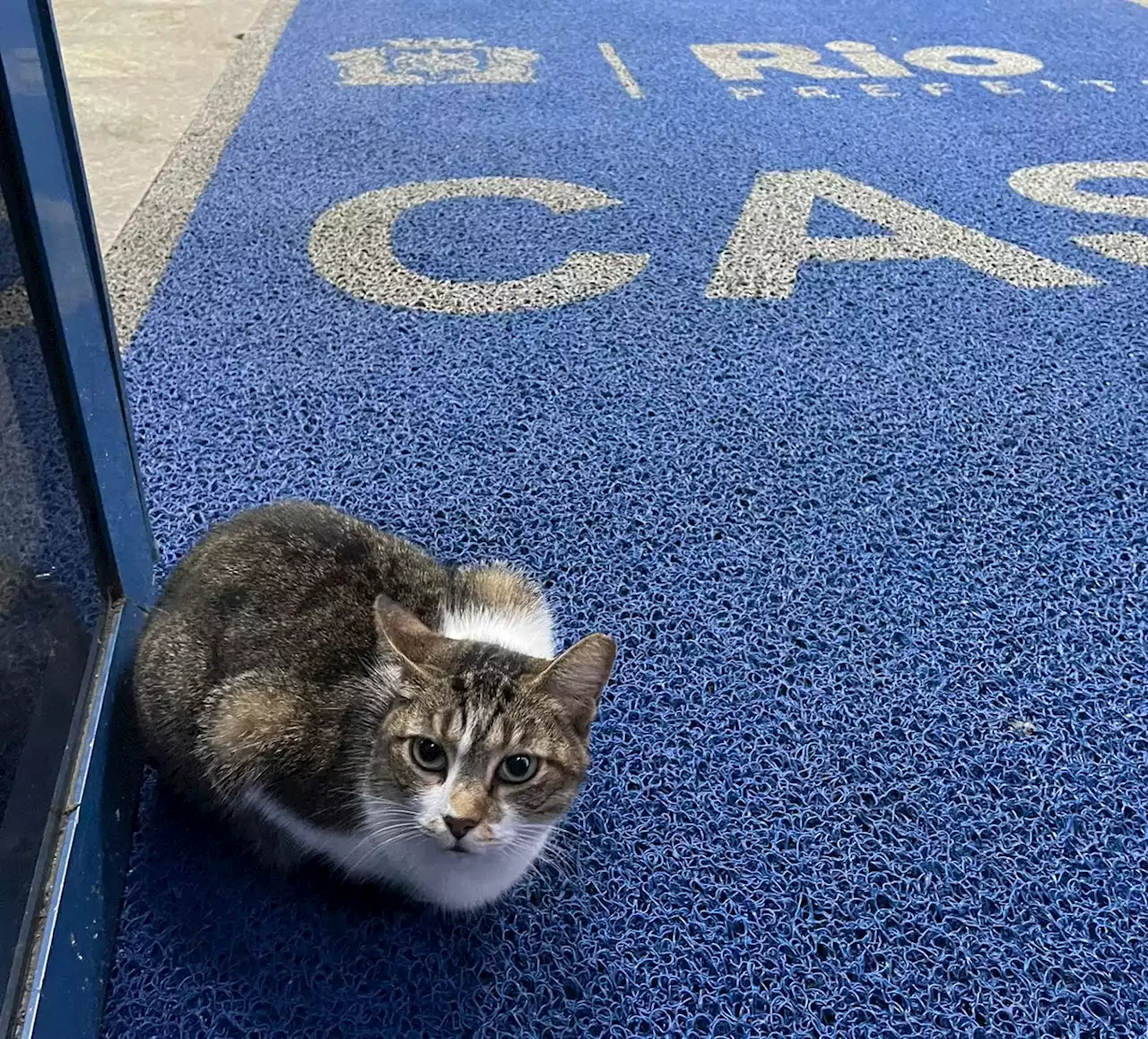 Morte de 24 gatinhos que viviam na sede da Prefeitura do Rio segue sem explicação