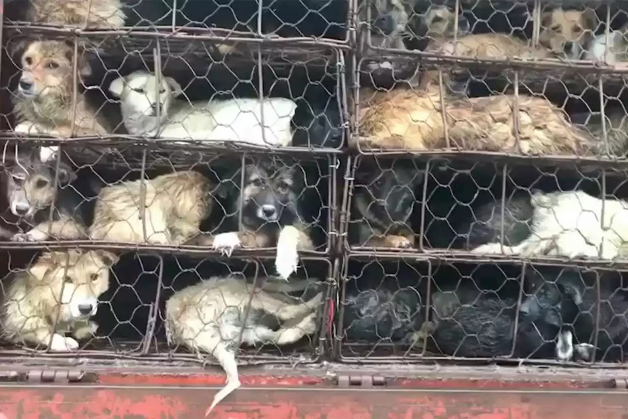 Ativistas tentam resgatar animais roubados para Festival de carne de cachorro na China, diz jornal