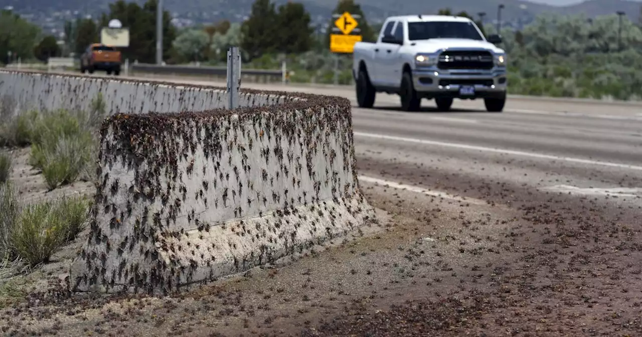 Blood-red crickets invade Nevada town, residents fight back with brooms, leaf blowers, snow plows