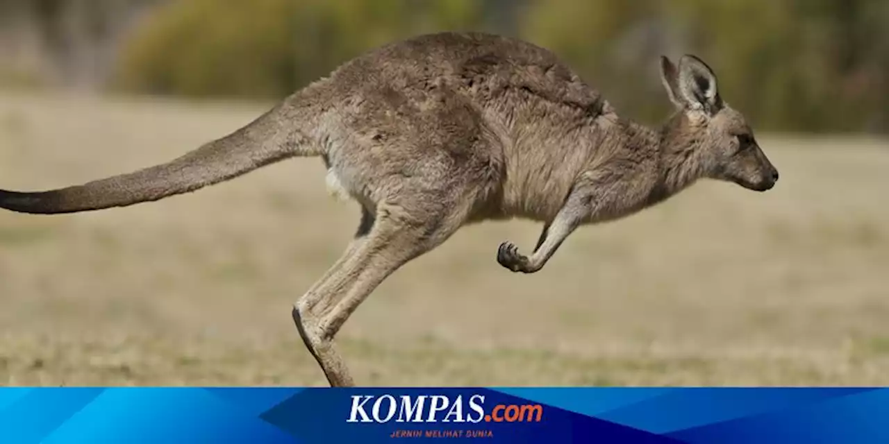 Kanguru Tidak Selalu Melompat, Studi Temukan