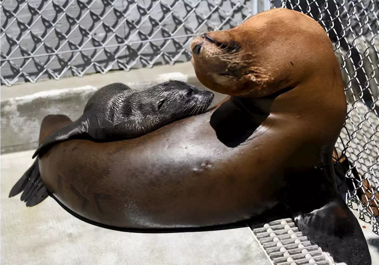 Over 1,000 sea lions, dolphins are getting sick and dying as toxic bloom off coast expands