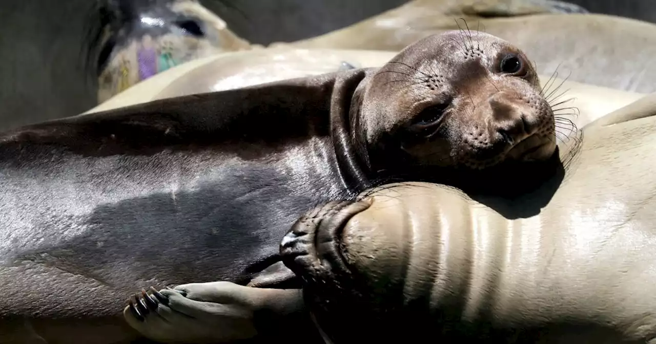 What's killing hundreds of sea lions and dozens of dolphins along the Southern California coast?