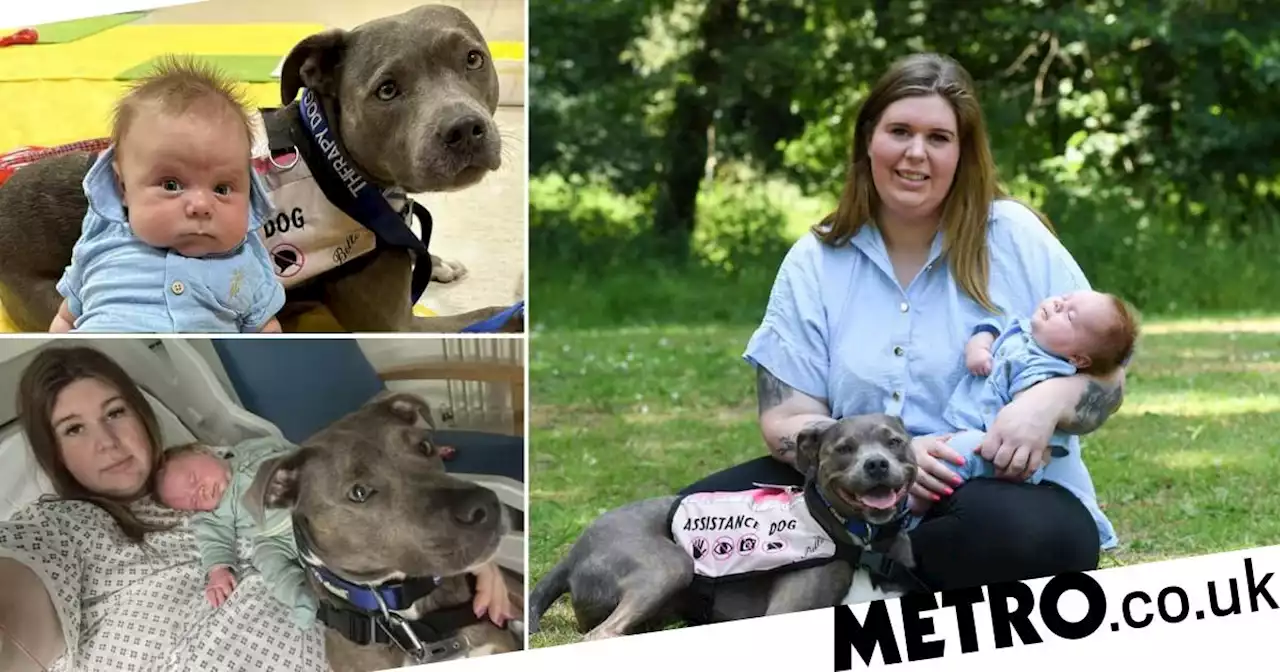 Meet Belle, the UK's first-ever 'dog midwife'