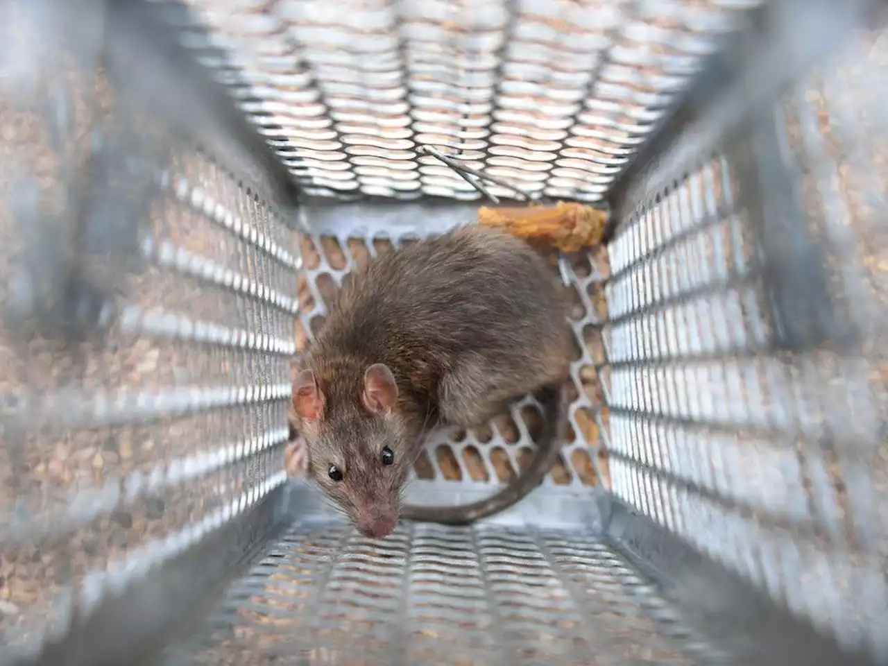 Ottawa's 'massive' rat problem subject of new working group