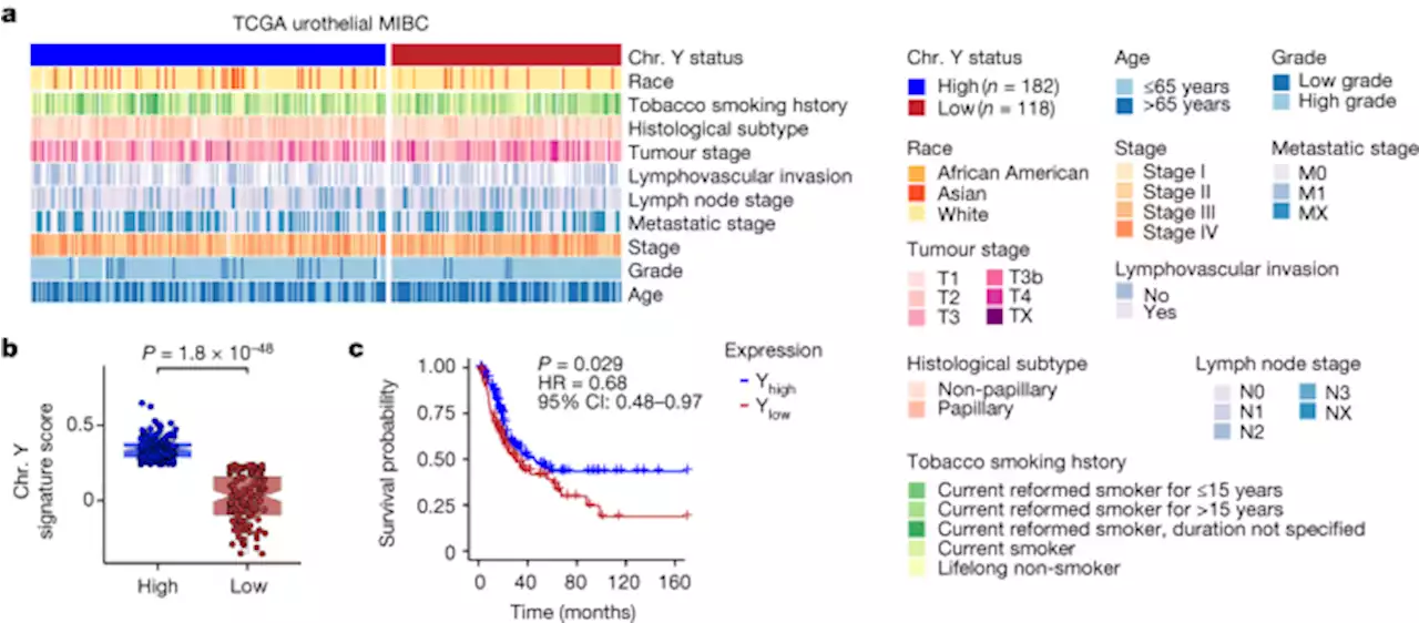 Y chromosome loss in cancer drives growth by evasion of adaptive immunity - Nature