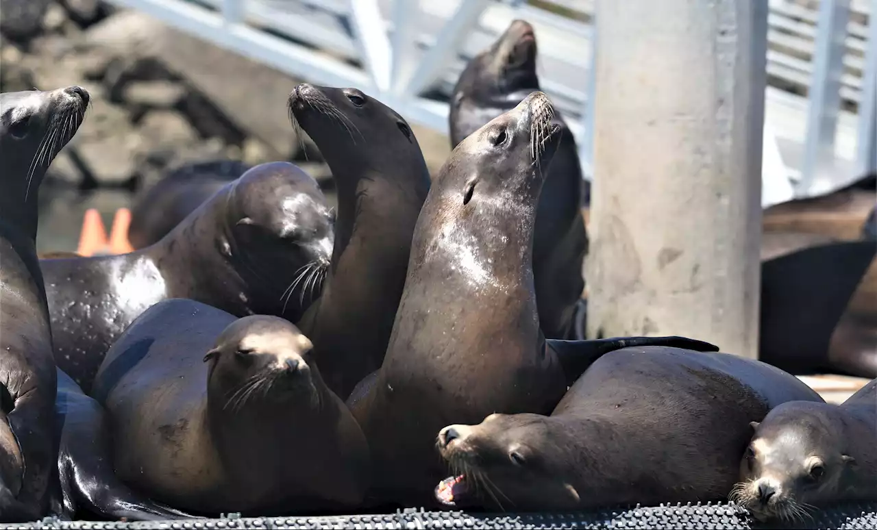 Harmful algae bloom suspected in hundreds of SoCal marine mammal deaths and illnesses