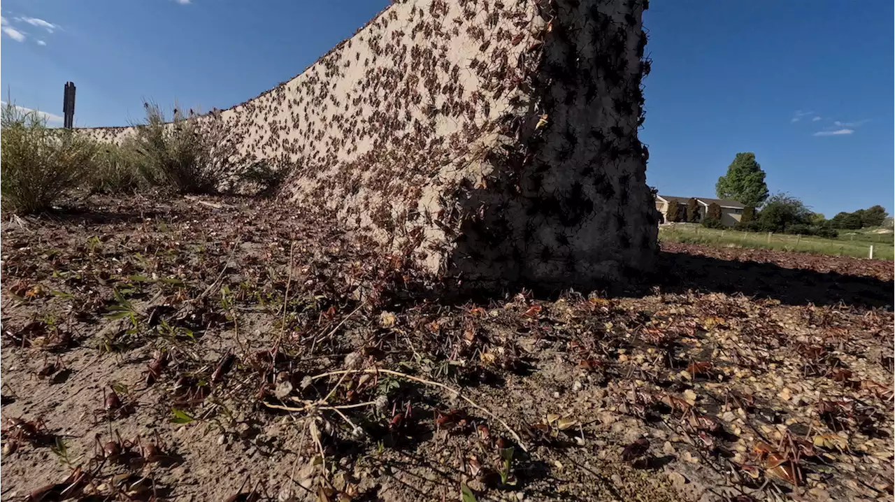 ‘A biblical plague': Millions of Mormon crickets invade Nevada town