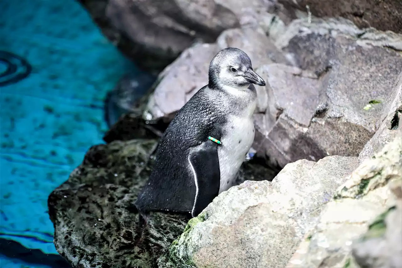 Endangered African penguin chick joins family at the New England Aquarium