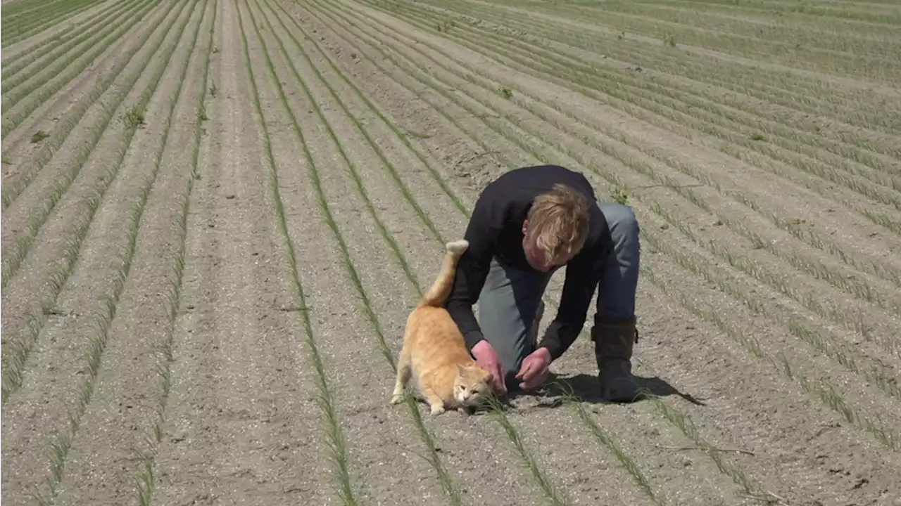 Waar aardappelboer naar meer regen snakt, gedijt wijnboer juist goed bij droge zomer