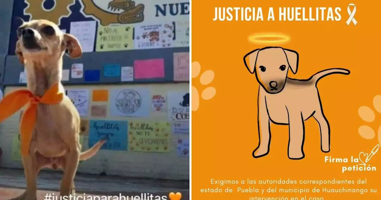 Justicia por Huellitas, el perrito que fue cruelmente asesinado por una adolescente mexicana