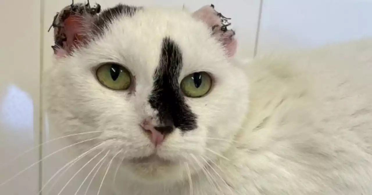 Cat who lost both ears to cancer finds forever home