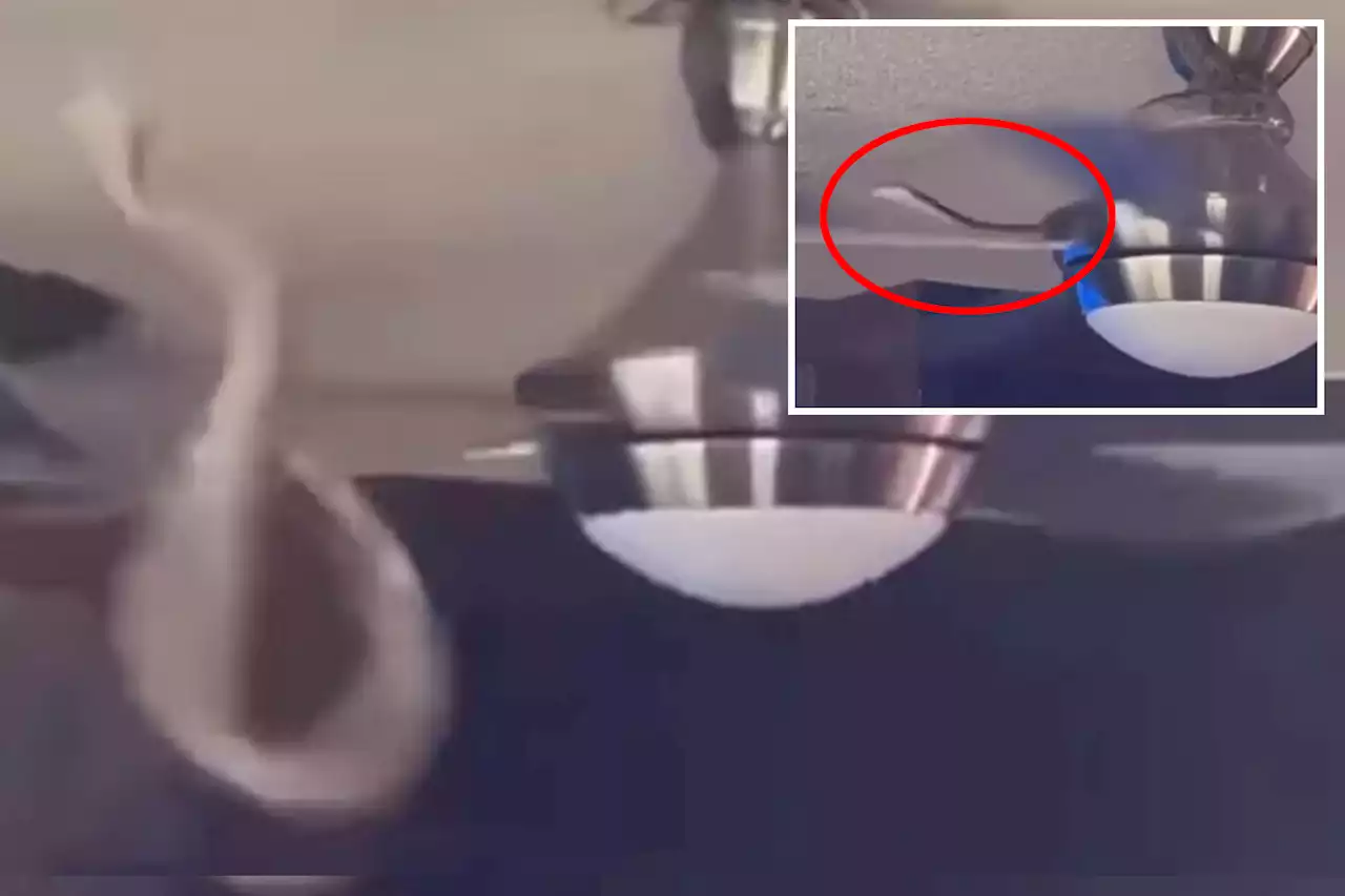 Heart-stopping moment snake emerges from ceiling fan — and pounces