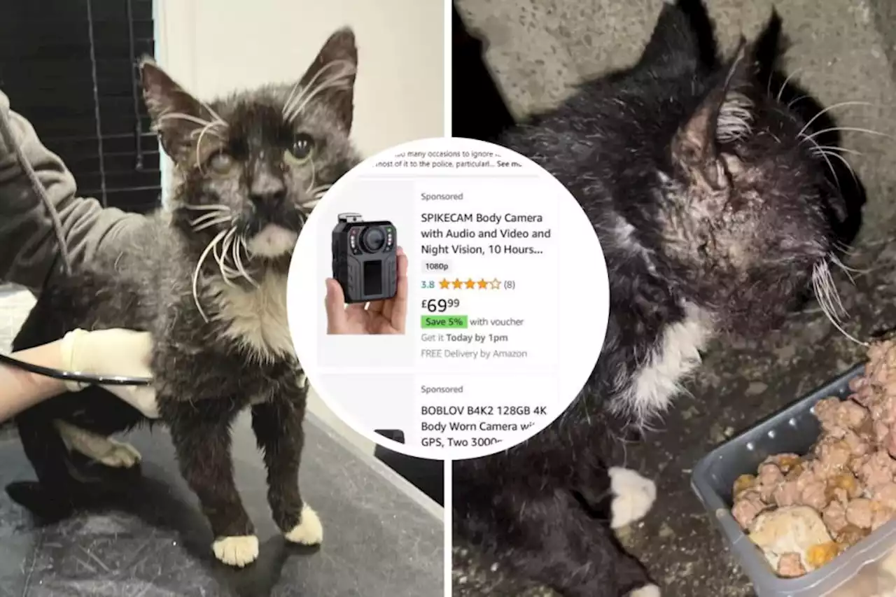 Bodycams needed after 'shocking' abuse against cat rescue volunteers