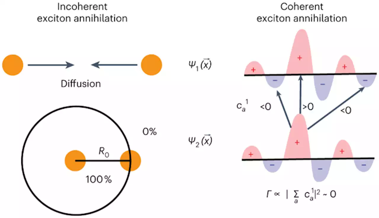 Exciton annihilation in molecular aggregates suppressed through qu antum interference - Nature Chemistry