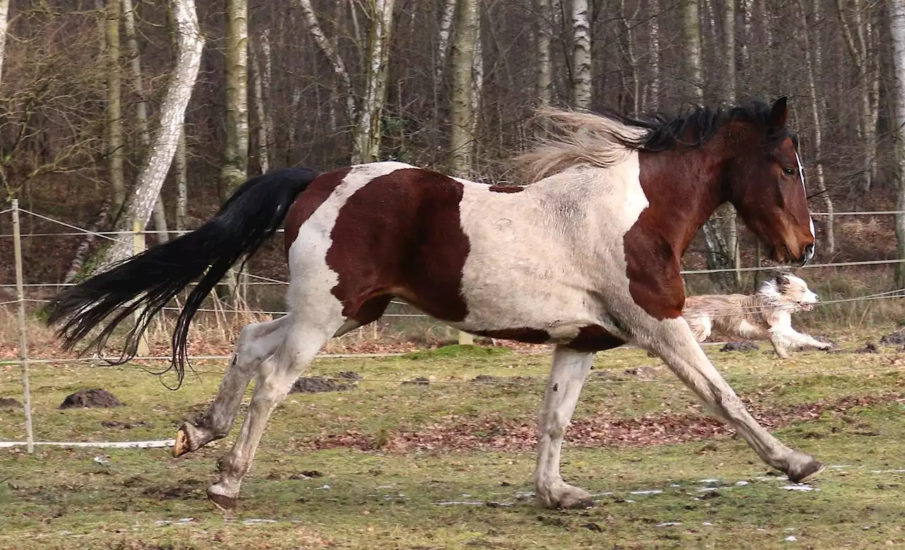 PFAS found in blood of dogs, horses living near Fayetteville, NC