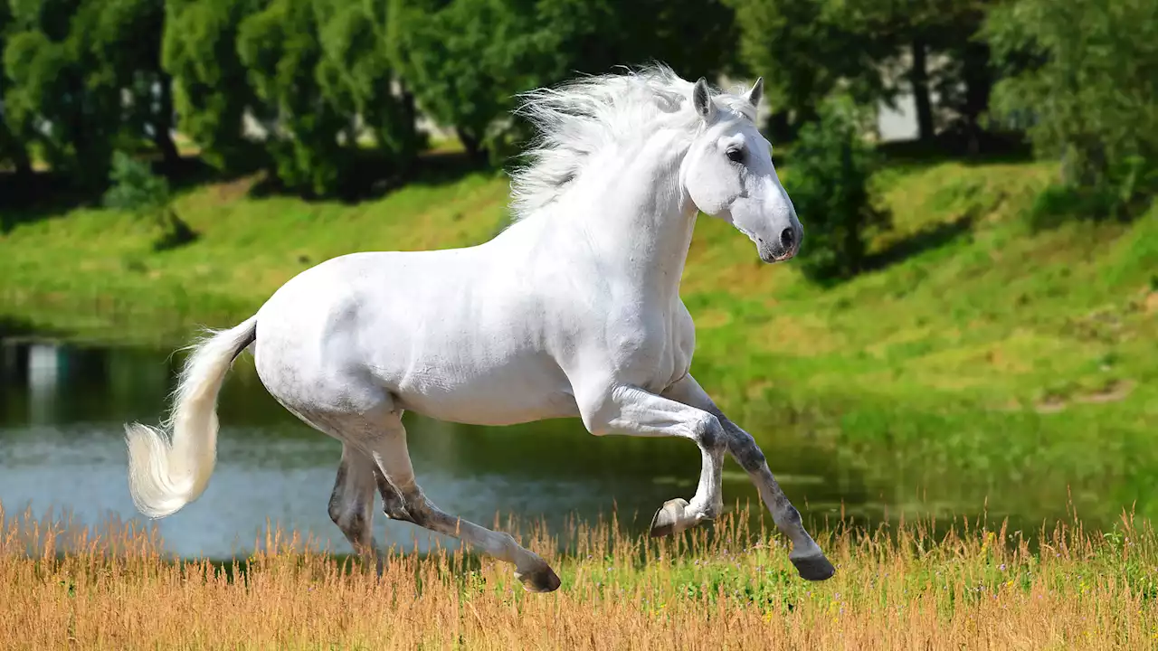 Horses once had multiple hoofed toes