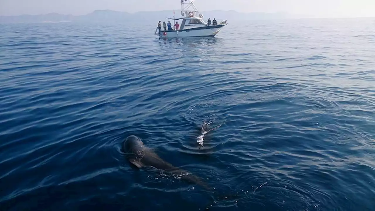 Aire Libre Verano: navegar entre delfines y festivales muy rurales