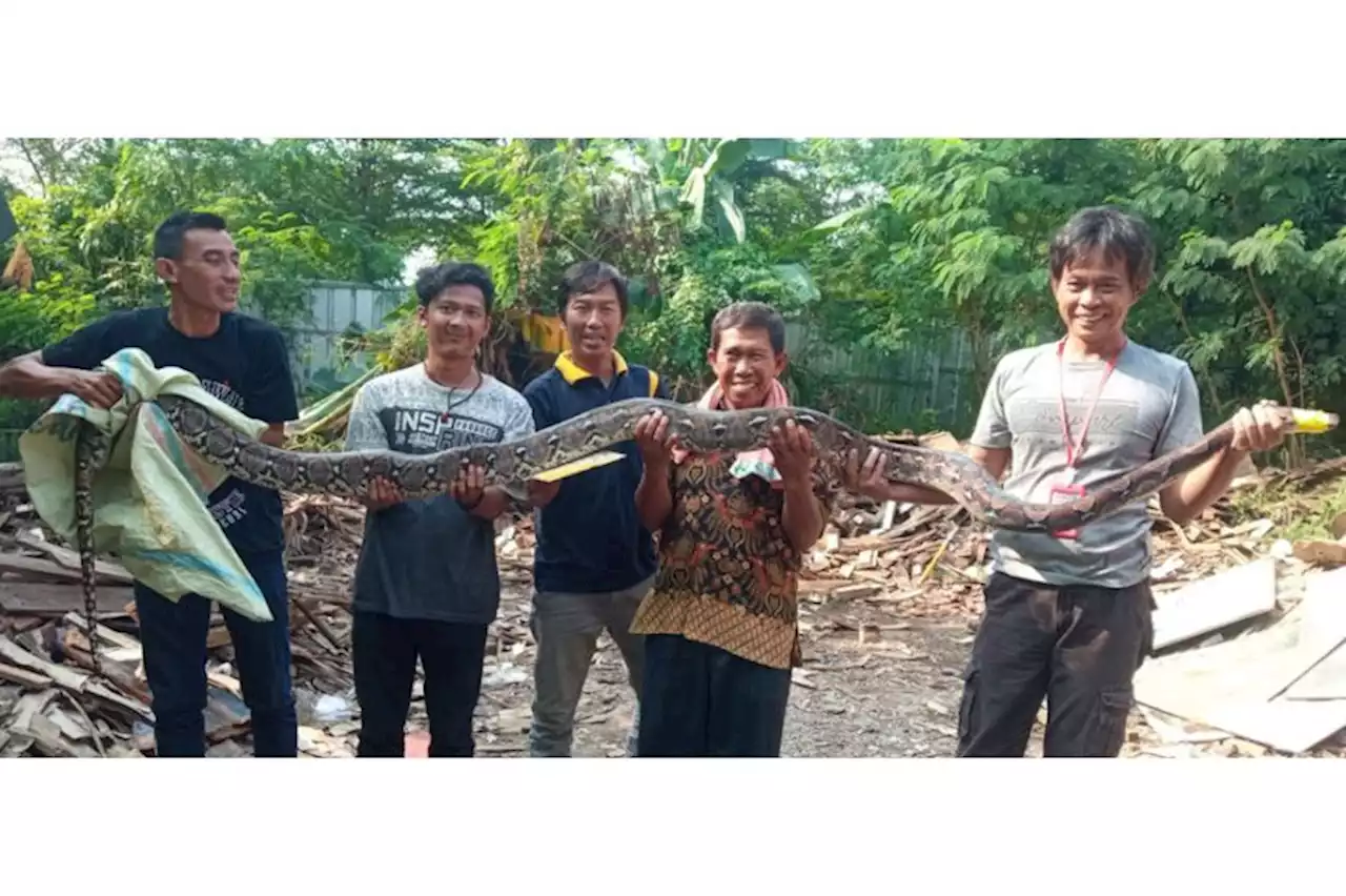 Membahayakan Warga, Ular Sanca 6 Meter Ditangkap dari Gudang Kayu di Cikarang Selatan