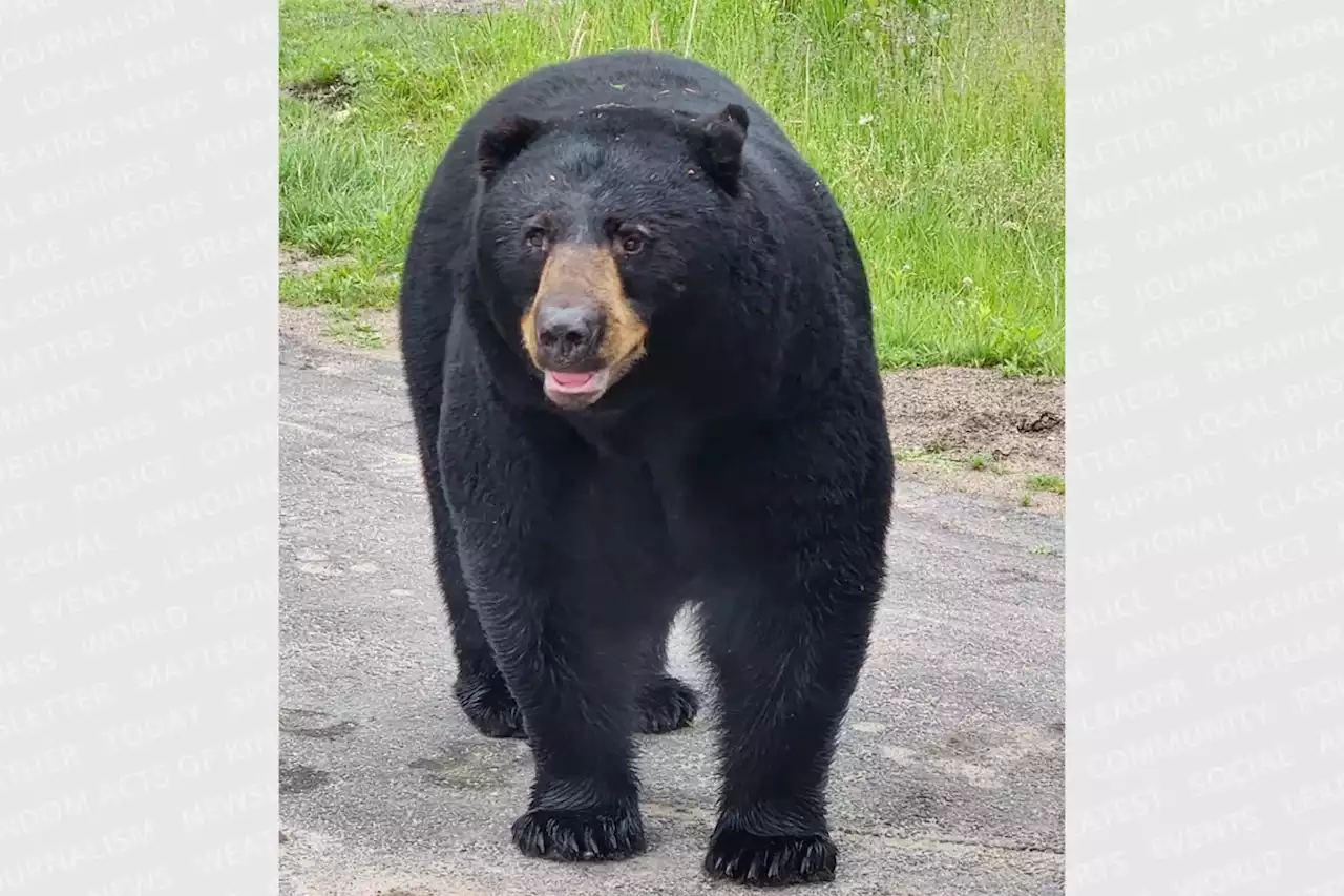 Bear in mind: New online watch group tracks local bear sightings