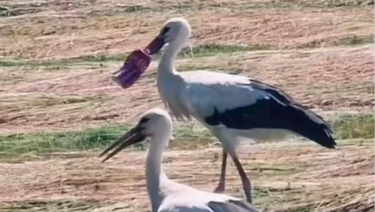 La cigogne coincée dans une canette de Coca-Cola a été sauvée