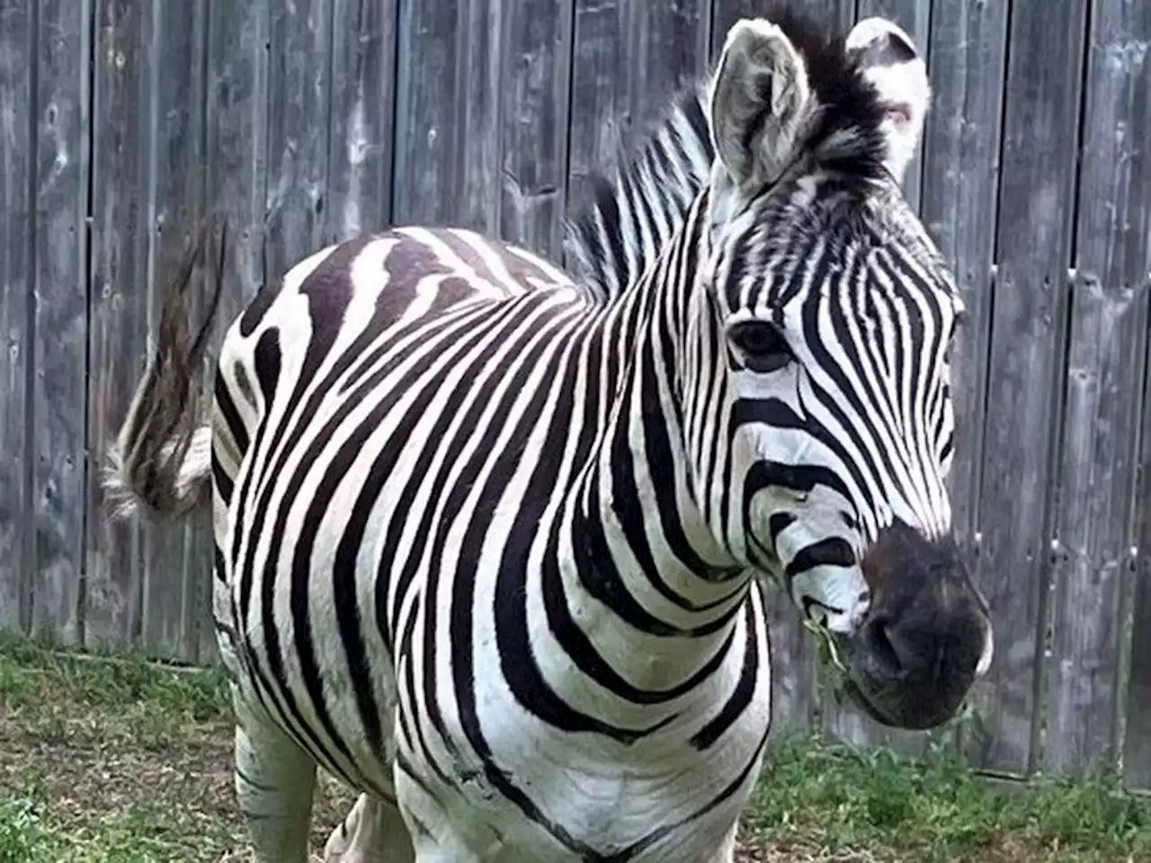 Saskatoon zoo takes in zebra herd seized from rural property