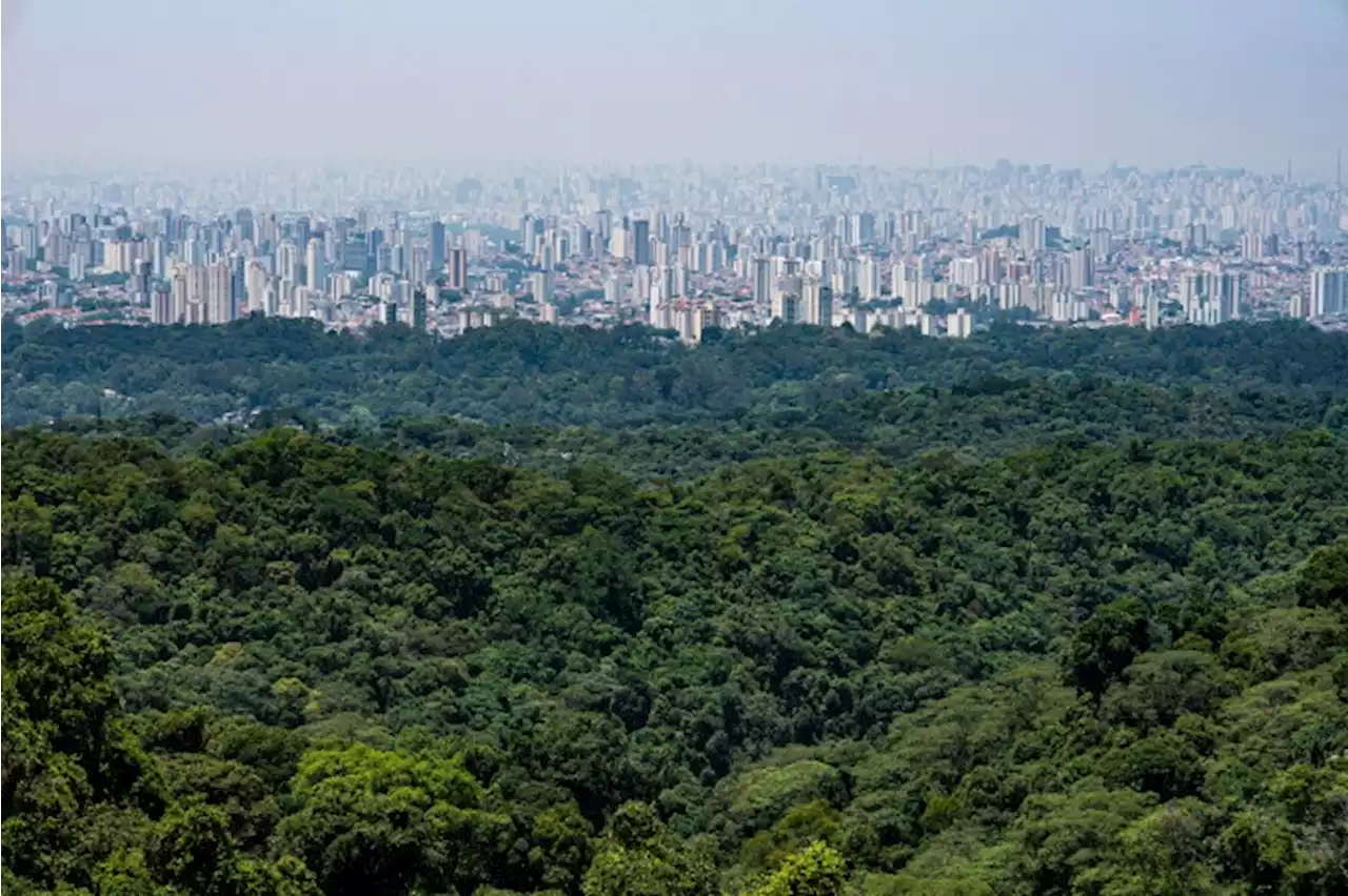 Estudo: Solo brasileiro estoca carbono equivalente a 70 anos de emissões