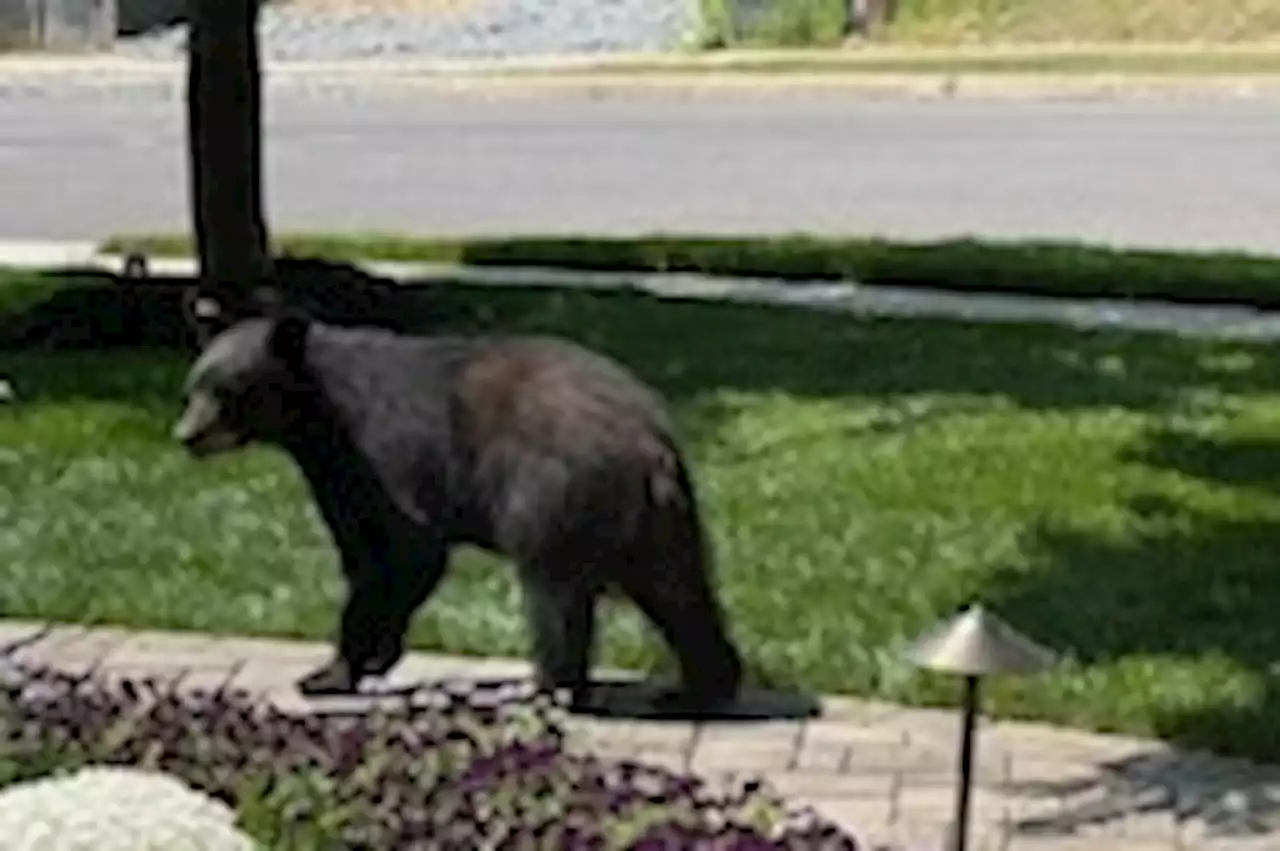 More bear sightings, this time in Arlington and D.C.'s Roosevelt Island