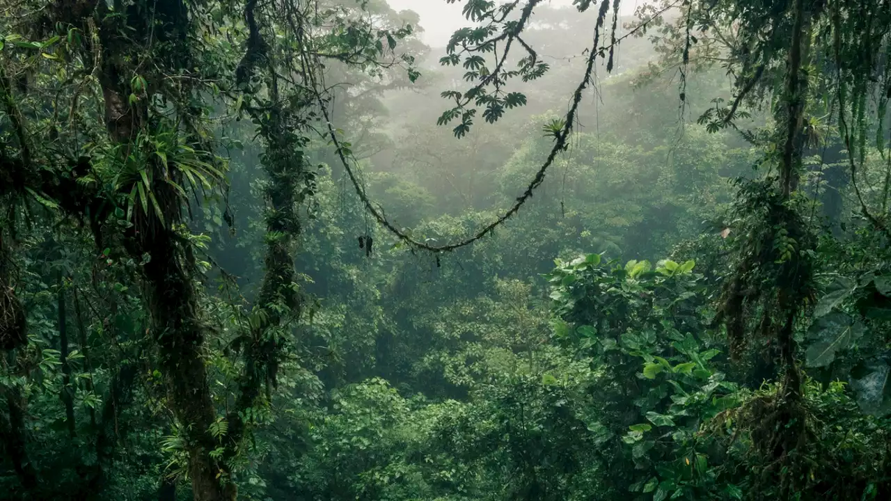 Día de los Bosques Tropicales: ¿por qué se celebra ese día?