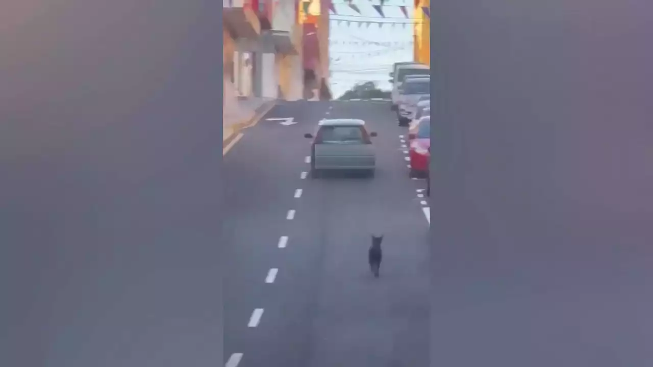 Identificada una mujer que intentaba abandonar a su perro gracias a este vídeo difundido en redes