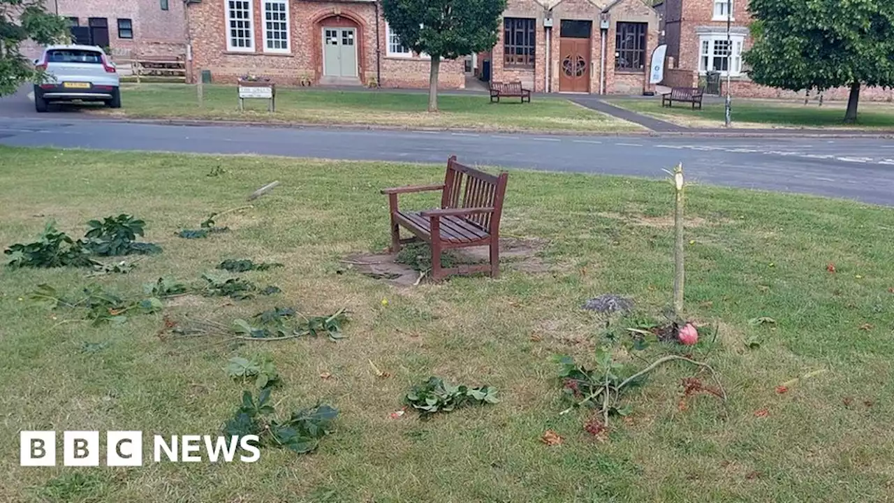 Vandals destroy Upper Poppleton teenager's memorial tree