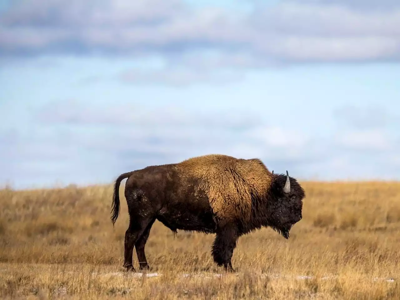 Bison population swells after over century-long absence in Banff National Park