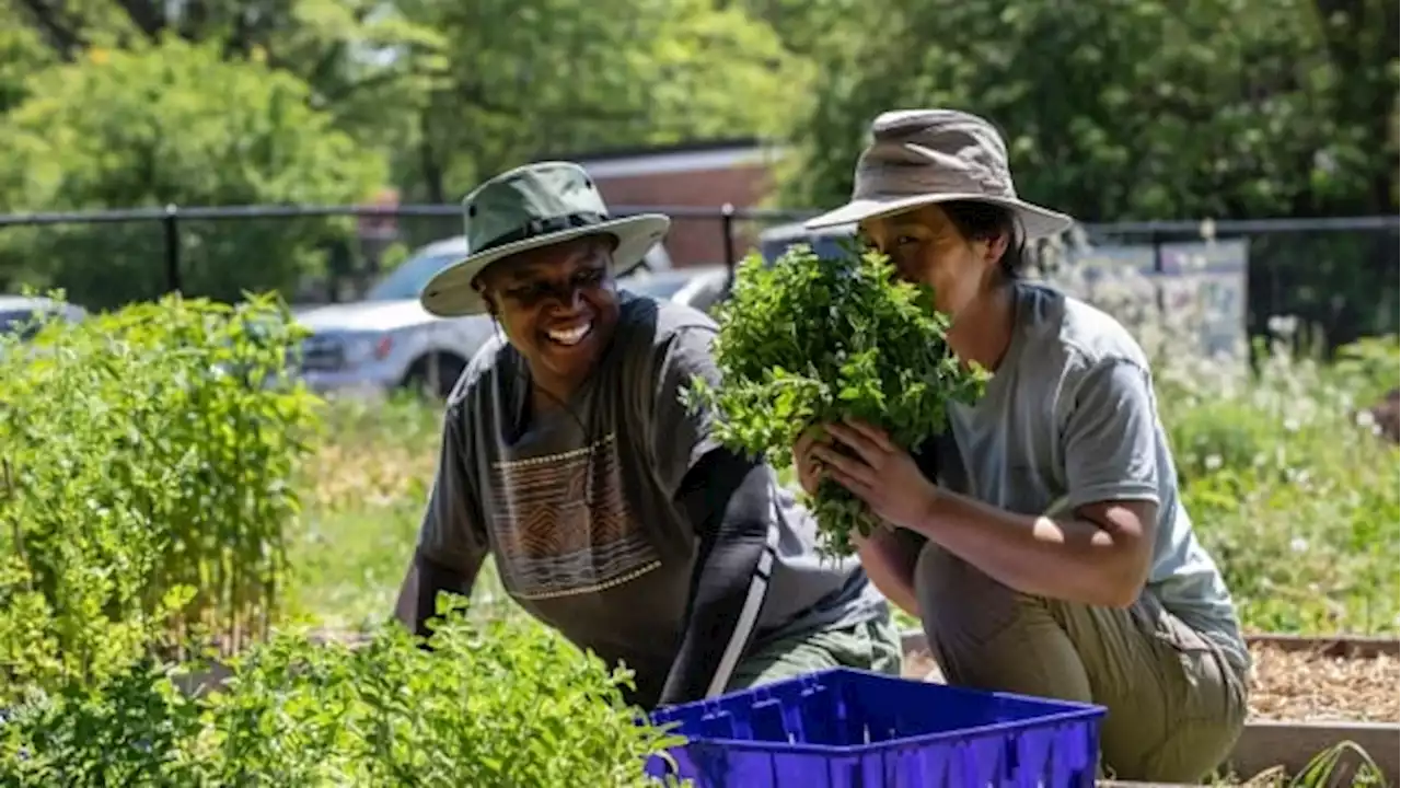 How urban farms help more people eat their veggies | CBC News