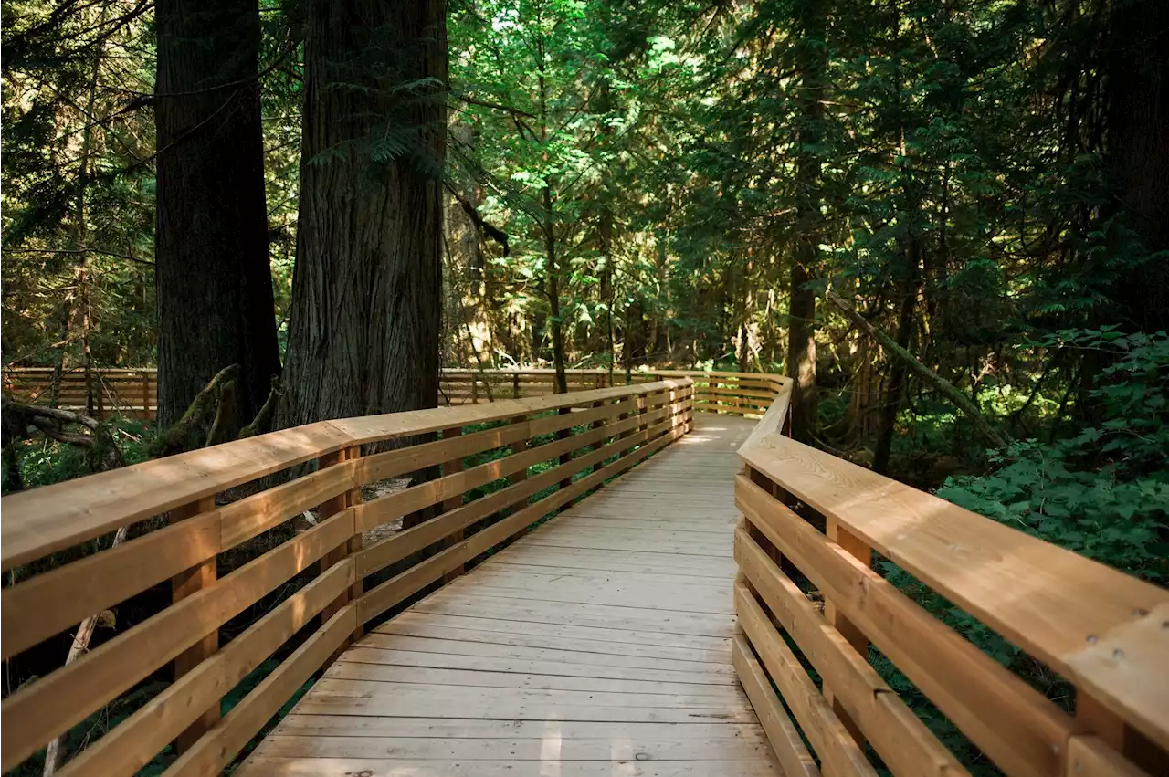 Three Island parks, including Cathedral Grove, closed until Highway 4 fully reopens: ministry