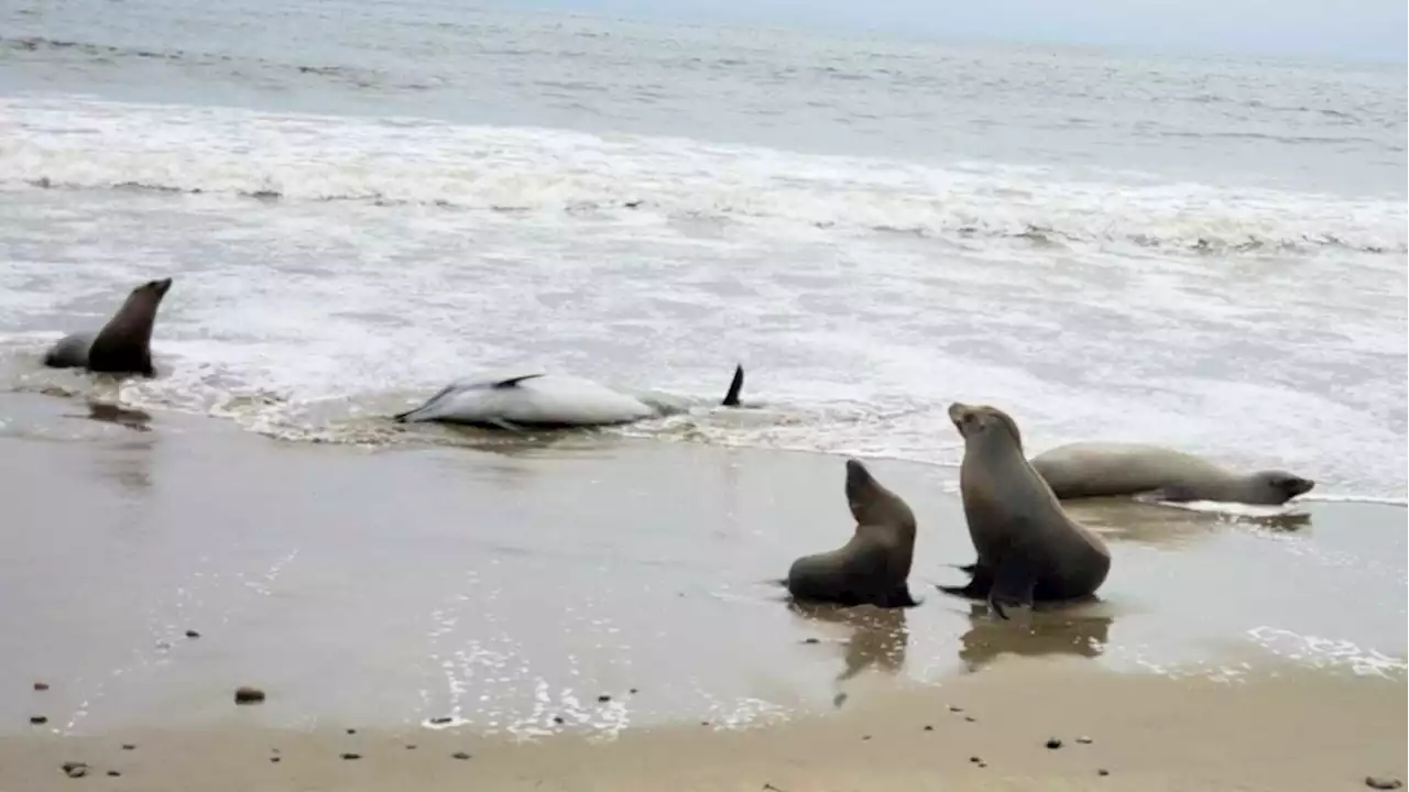 Toxic algae suspected in deaths of sea lions and dolphins on Southern California coast