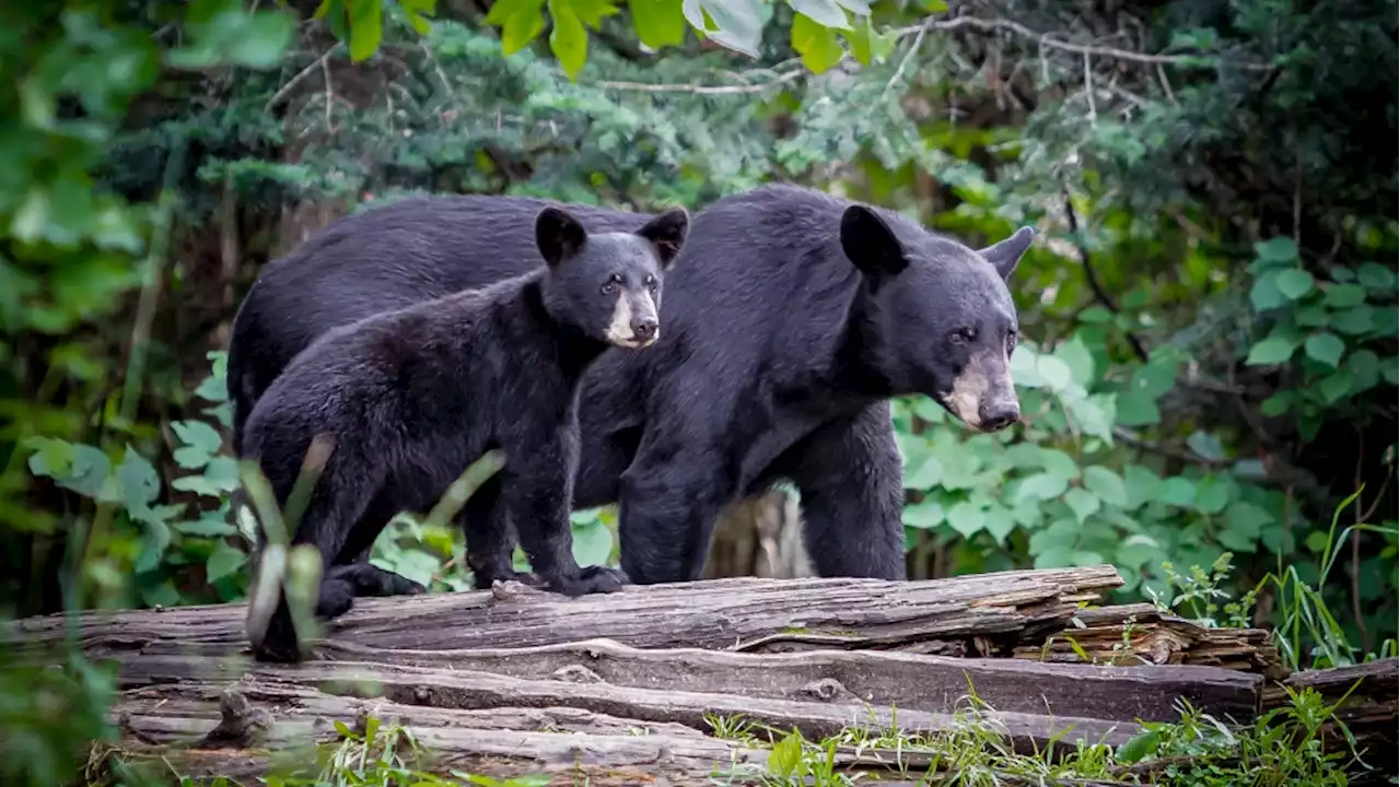 B.C. judge finds man guilty of killing black bear and cub near Tofino