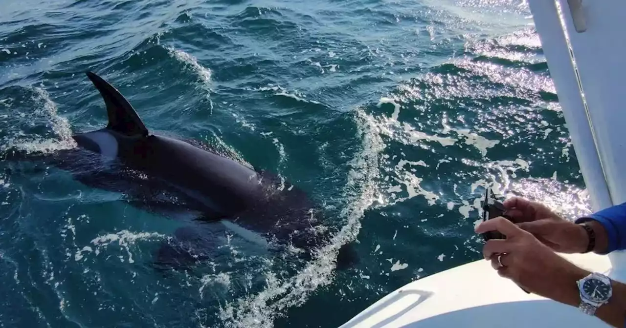 Orca 'rams into fishing boat' off Scottish coast in UK first