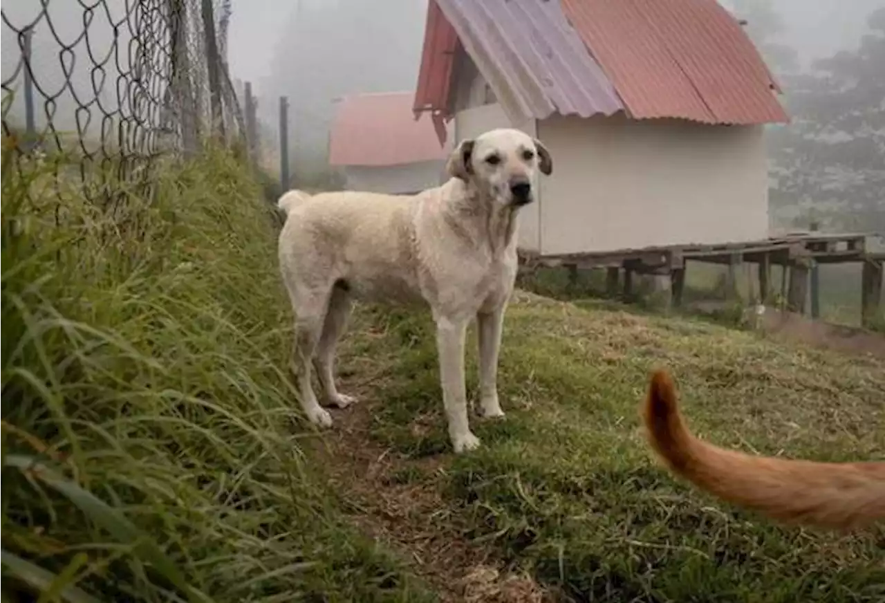 Denuncian agresión e intimidaciones contra fundación de animales en Cundinamarca