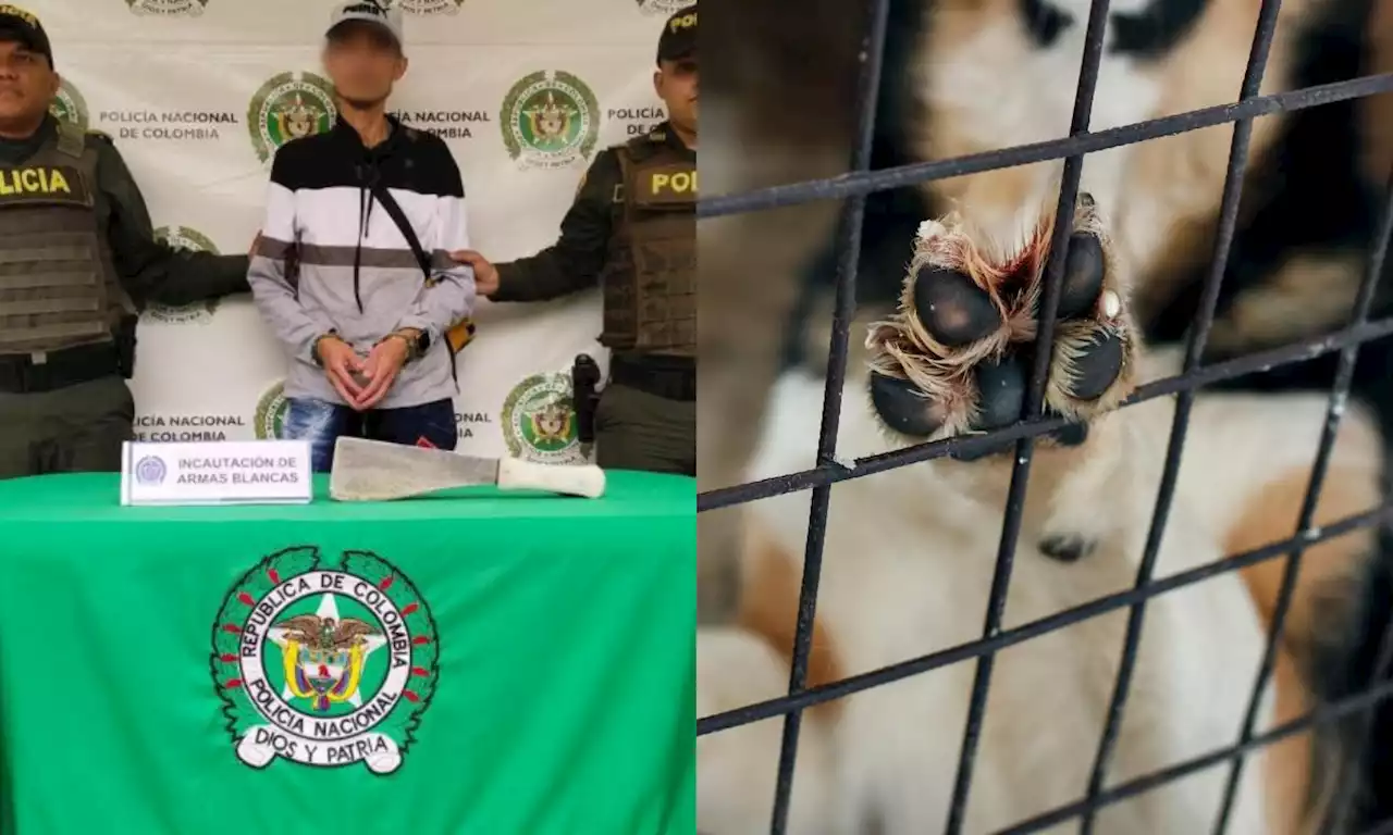 Carnicero hirió a un perrito con un machete por un trozo de carne en el Huila