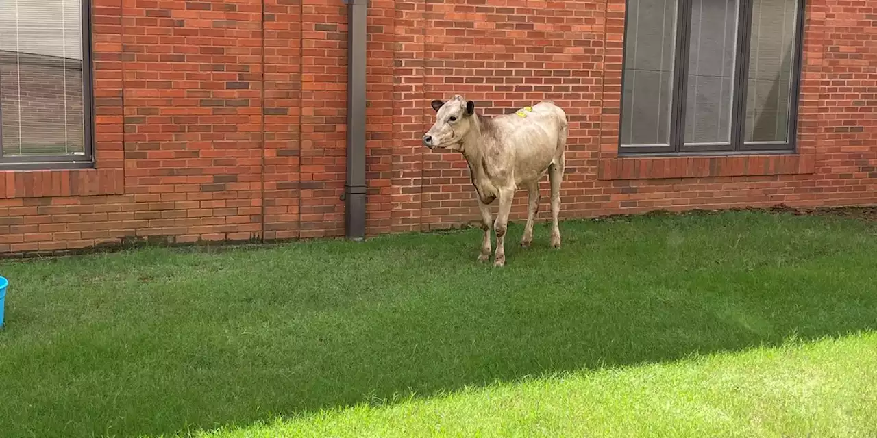 Cow disrupts Vacation Bible School at a Montgomery church