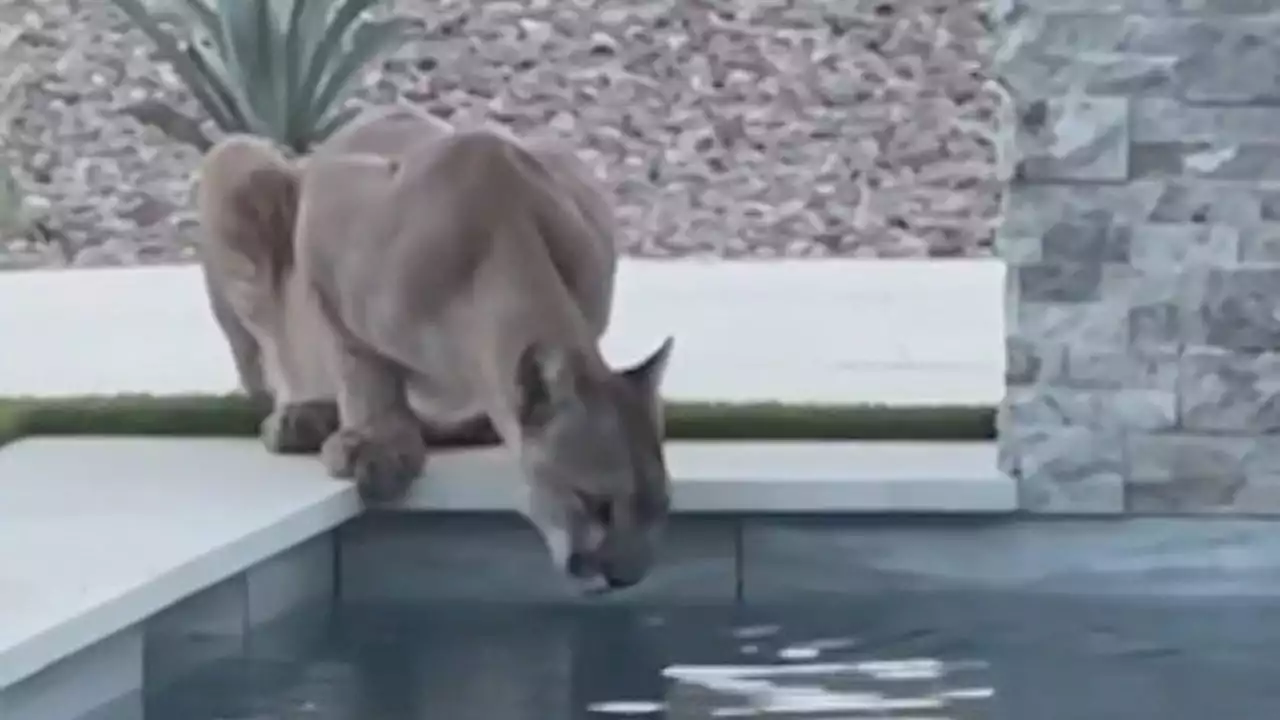 Mountain lion spotted drinking from Scottsdale home's pool