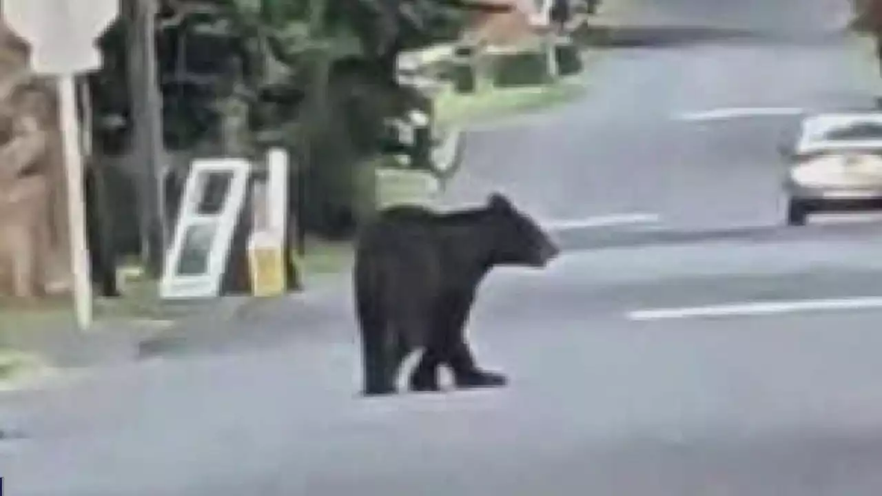 Video: Bear spotted roaming around Bucks County township, officials say