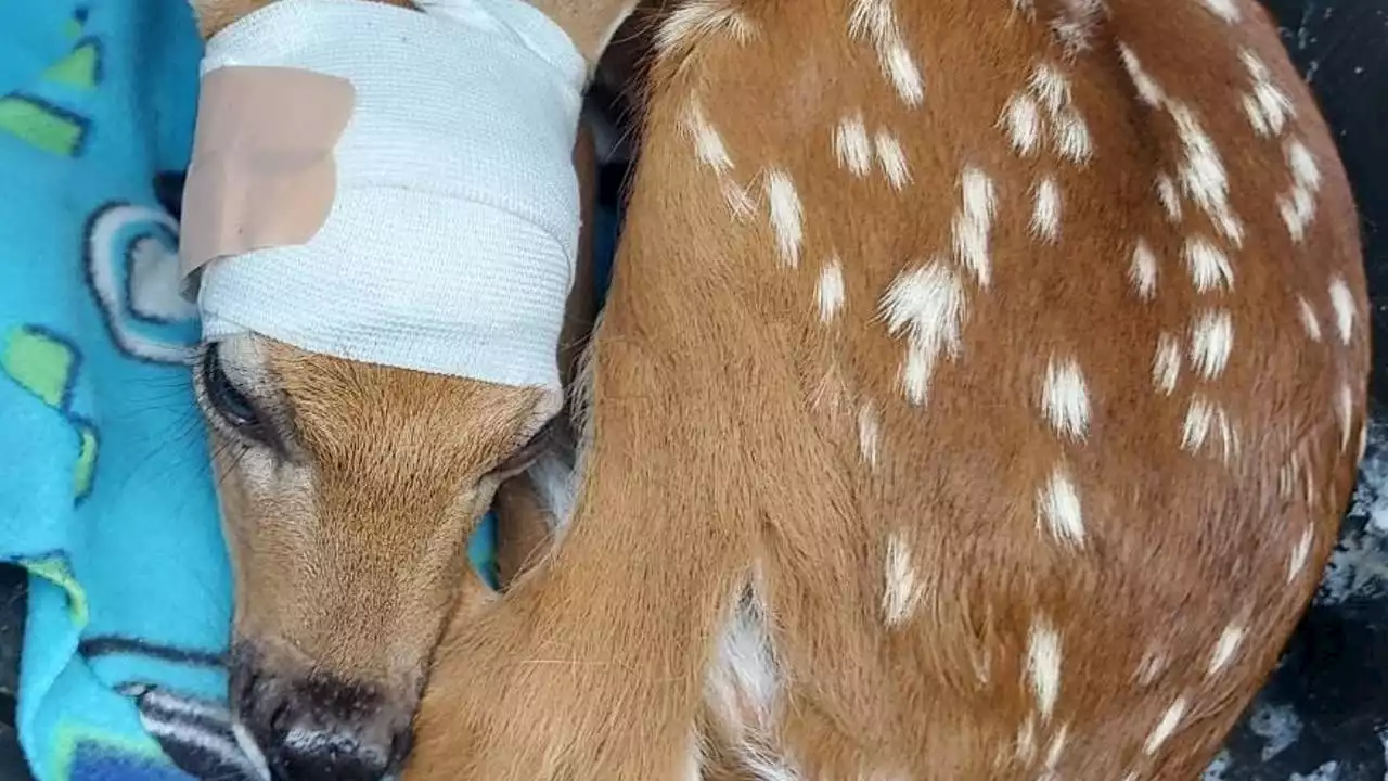 Kane Area Rehabilitation overwhelmed with injured fawns