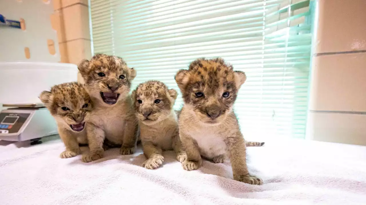 African lion pride swells with birth of 4 cubs at Buffalo Zoo