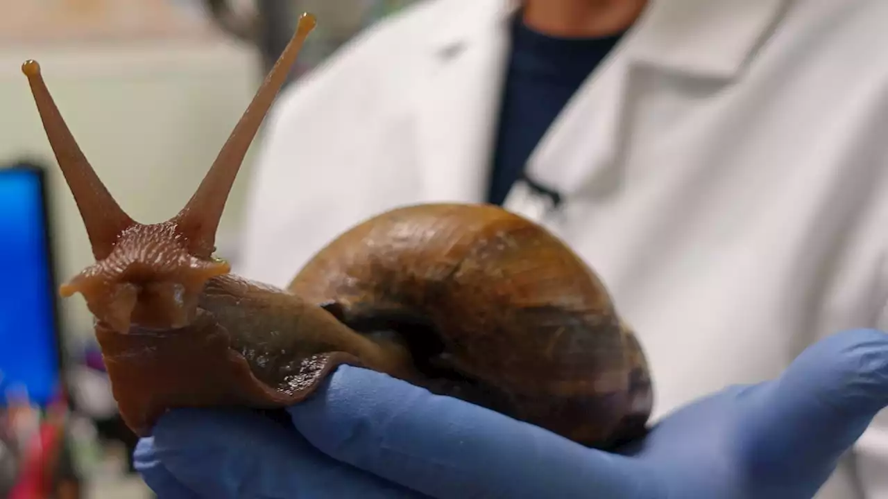 Florida community ordered to quarantine due to invasion of giant African land snails